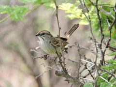 Rhynchospiza strigiceps