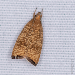 Psilocorsis cryptolechiella