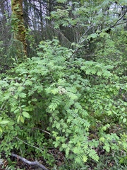 Sorbus aucuparia