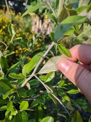 Sideroxylon alachuense