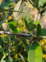 Sideroxylon alachuense