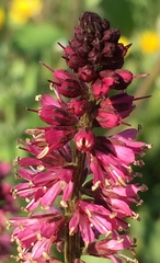 Lysimachia atropurpurea
