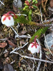 Harrimanella hypnoides