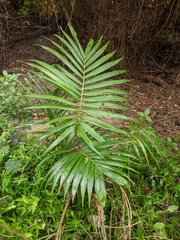 Archontophoenix alexandrae