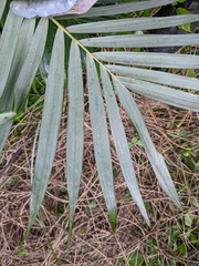 Archontophoenix alexandrae