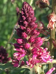 Lysimachia atropurpurea