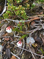 Harrimanella hypnoides