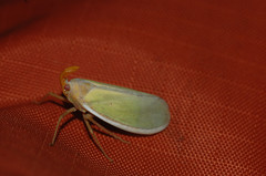 Image of Enchophora prasina