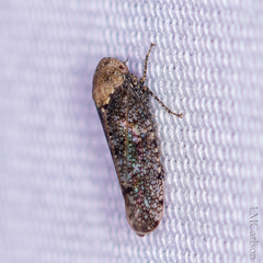 Paraphlepsius collitus