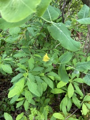 Lonicera ciliosa