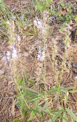 Orbexilum pedunculatum