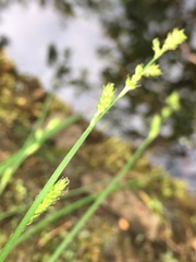 Carex canescens