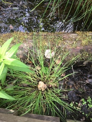 Carex canescens