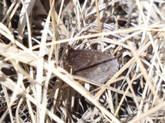 Erebia discoidalis