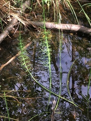 Equisetum fluviatile