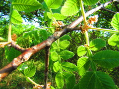 Bursera palmeri