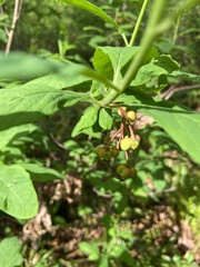 Oemleria cerasiformis
