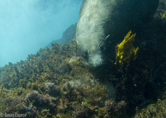 Arctocephalus pusillus