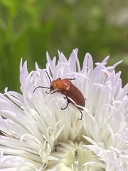 Nemognatha piazata