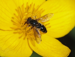 Anasimyia anausis