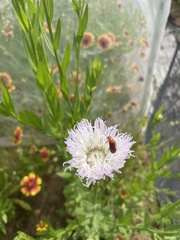 Nemognatha piazata