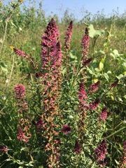 Lysimachia atropurpurea