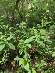 Oemleria cerasiformis