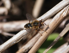 Anasimyia anausis