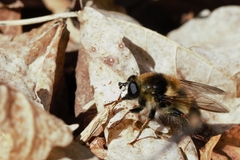 Criorhina verbosa