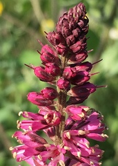 Lysimachia atropurpurea