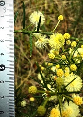 Acacia trinervata