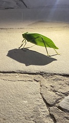 Stilpnochlora incisa