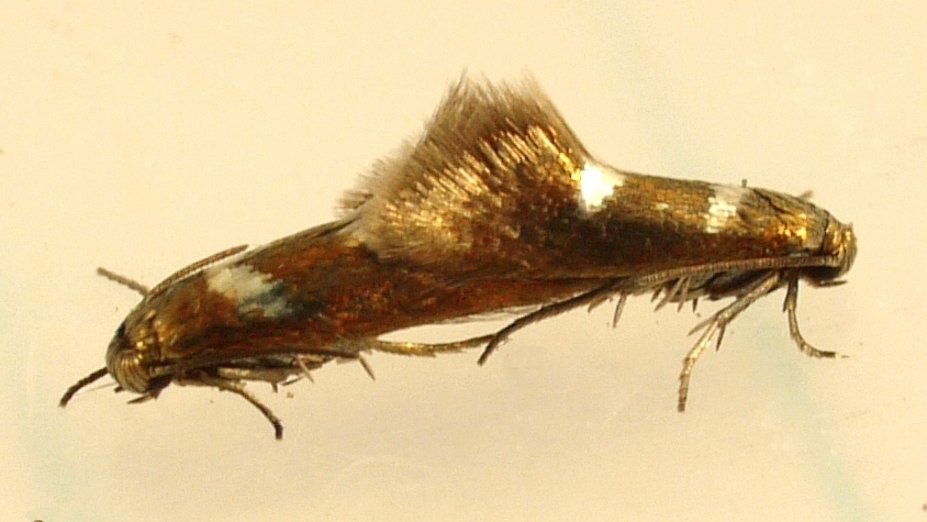 Heliozela aesella