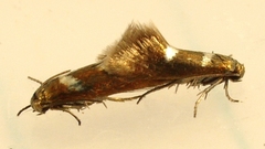 Heliozela aesella