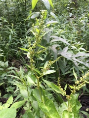 Rumex obtusifolius