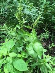 Rumex obtusifolius