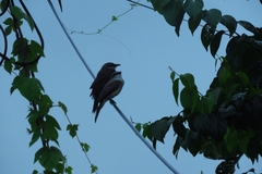 Tyrannus niveigularis