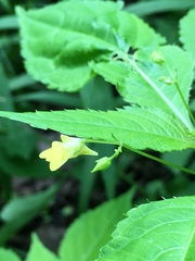Impatiens parviflora