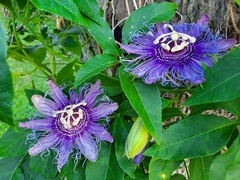 Passiflora incarnata × cincinnata