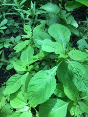 Impatiens parviflora