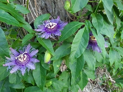 Passiflora incarnata × cincinnata