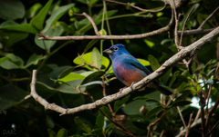 Passerina rositae