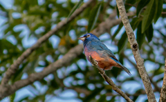 Passerina rositae