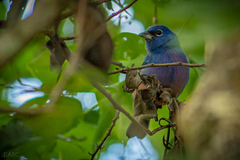 Passerina rositae