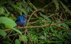 Passerina rositae