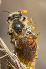 Andrena erythrogaster