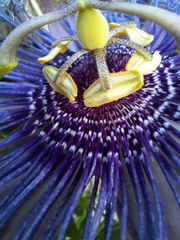 Passiflora incarnata × cincinnata