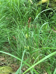 Carex hirta