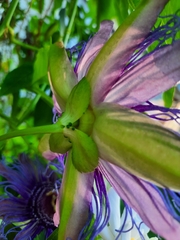 Passiflora incarnata × cincinnata