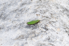 Draeculacephala minerva